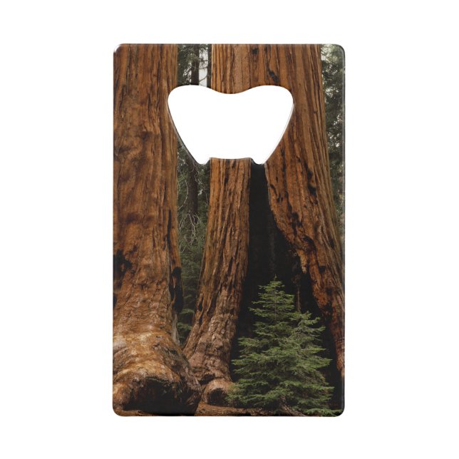 Redwood Trees, Sequoia National Park. Wallet Bottle Opener (Front)