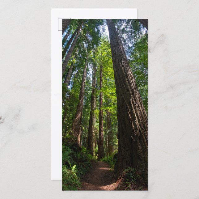 Redwood Trees Tall Postcard (Front/Back)