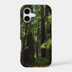 Redwoods and Ferns at Redwood National Park