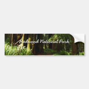 Redwoods and Ferns at Redwood National Park Bumper Sticker