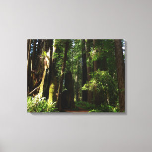 Redwoods and Ferns at Redwood National Park Canvas Print