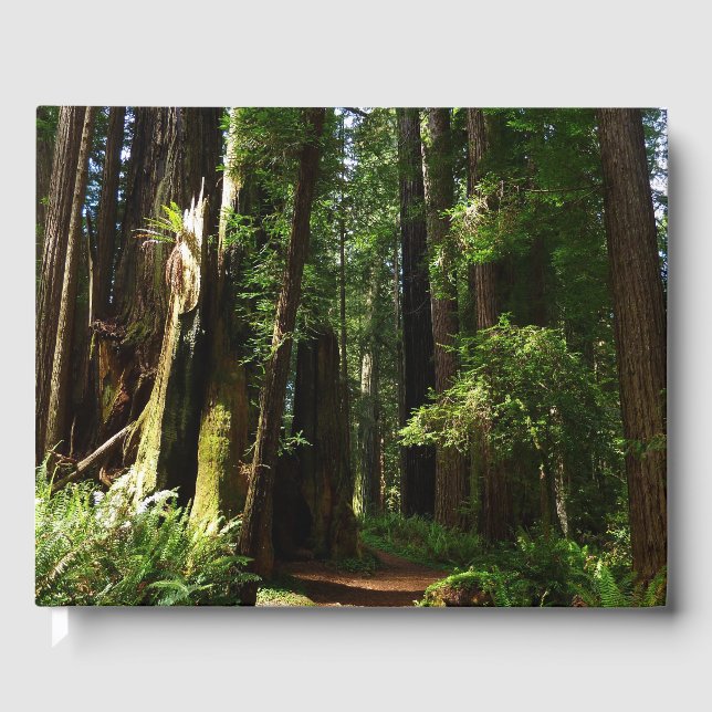 Redwoods and Ferns at Redwood National Park Guest Book (Front)