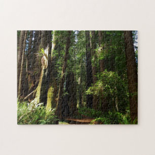 Redwoods and Ferns at Redwood National Park Jigsaw Puzzle