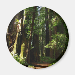 Redwoods and Ferns at Redwood National Park Magnet