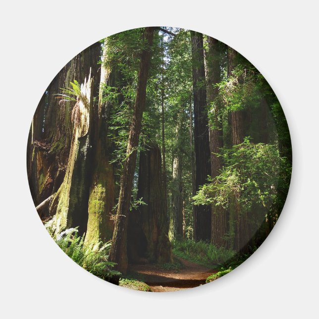 Redwoods and Ferns at Redwood National Park Magnet (Front)
