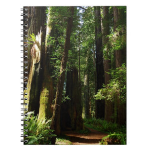 Redwoods and Ferns at Redwood National Park Notebook