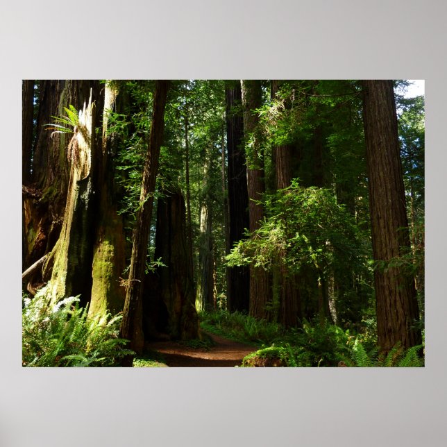 Redwoods and Ferns at Redwood National Park Poster (Front)