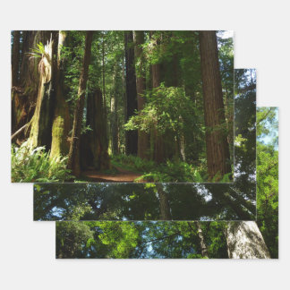 Redwoods and Ferns at Redwood National Park Wrapping Paper Sheet