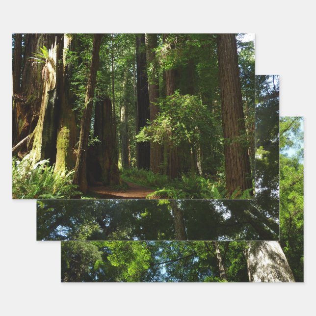 Redwoods and Ferns at Redwood National Park Wrapping Paper Sheet (Set)