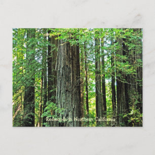 Redwoods dans la carte postale de la Californie du