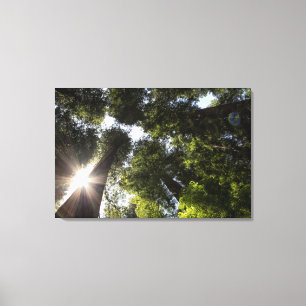 Redwoods, Humboldt Redwoods State Park Canvas Print
