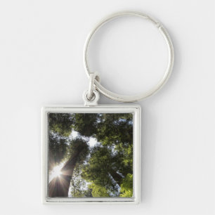 Redwoods, Humboldt Redwoods State Park Keychain