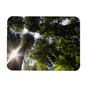 Redwoods, Humboldt Redwoods State Park Magnet