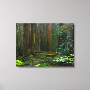 Redwoods In Muir Woods National Park Canvas Print