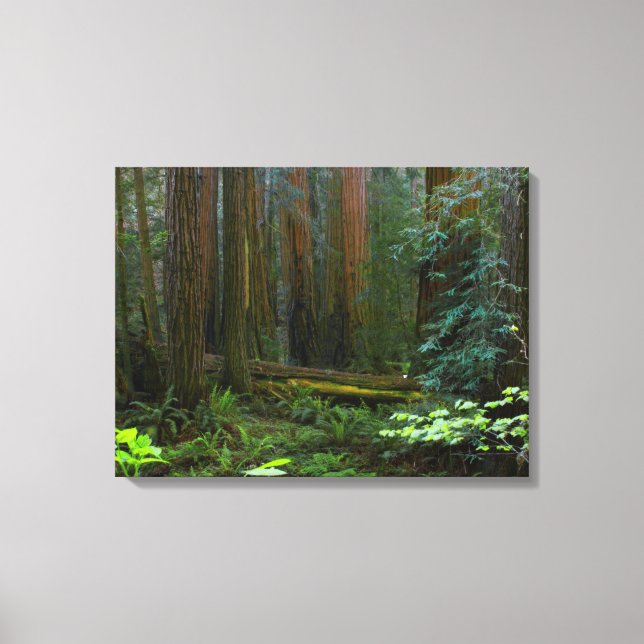 Redwoods In Muir Woods National Park Canvas Print (Front)