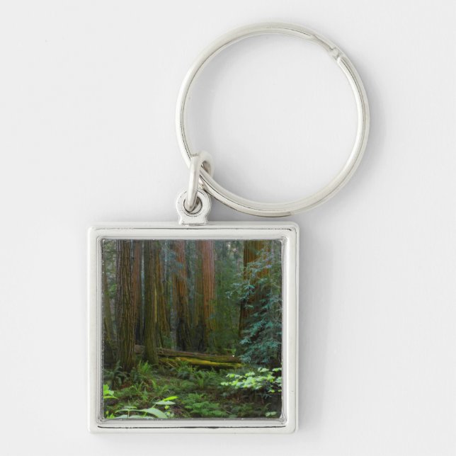 Redwoods In Muir Woods National Park Keychain (Front)