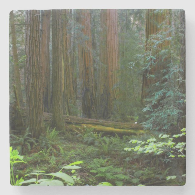 Redwoods In Muir Woods National Park Stone Coaster (Front)