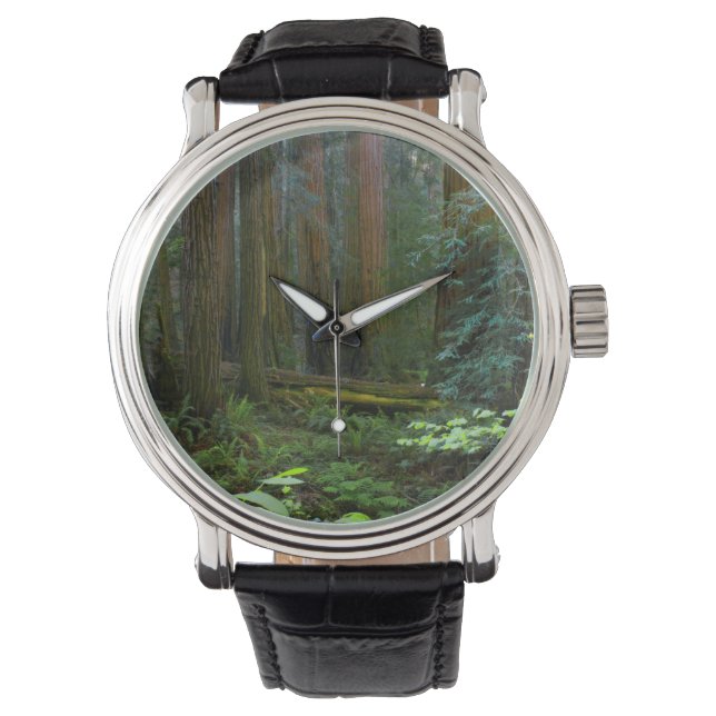 Redwoods In Muir Woods National Park Watch (Front)