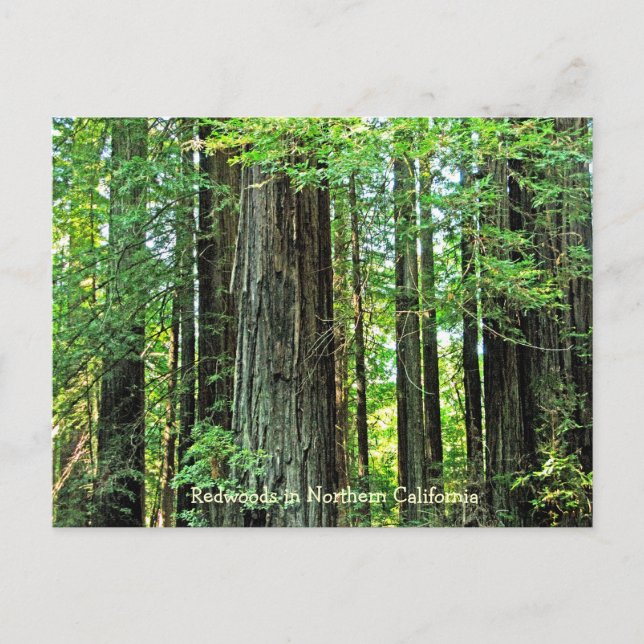 Redwoods in Northern CA Postcard (Front)