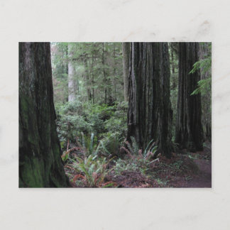 Redwoods Postcard