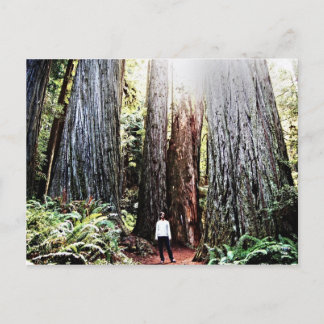 Redwoods Postcard