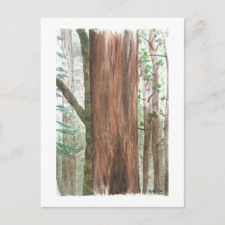 redwoods postcard