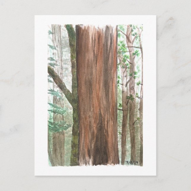 redwoods postcard (Front)
