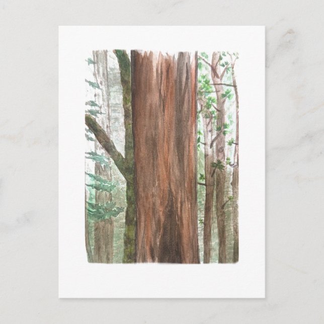 redwoods postcard (Front)