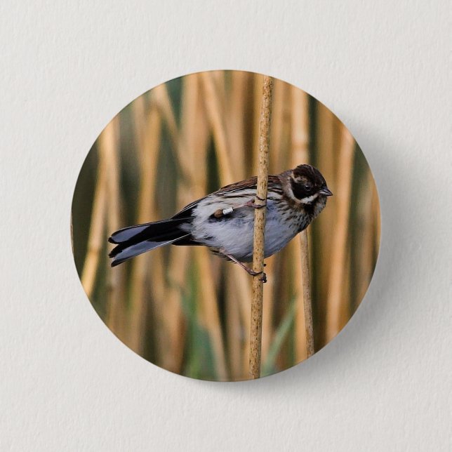 Reed Bunting Button Badge (Front)