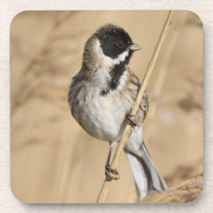 Reed Bunting (Emberiza schoeniclus) perched in Coaster