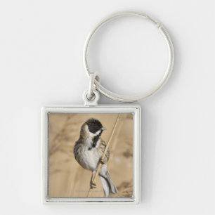 Reed Bunting (Emberiza schoeniclus) perched in Keychain