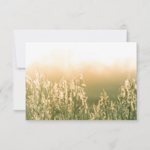 Reed Sunset Nature Photo Card