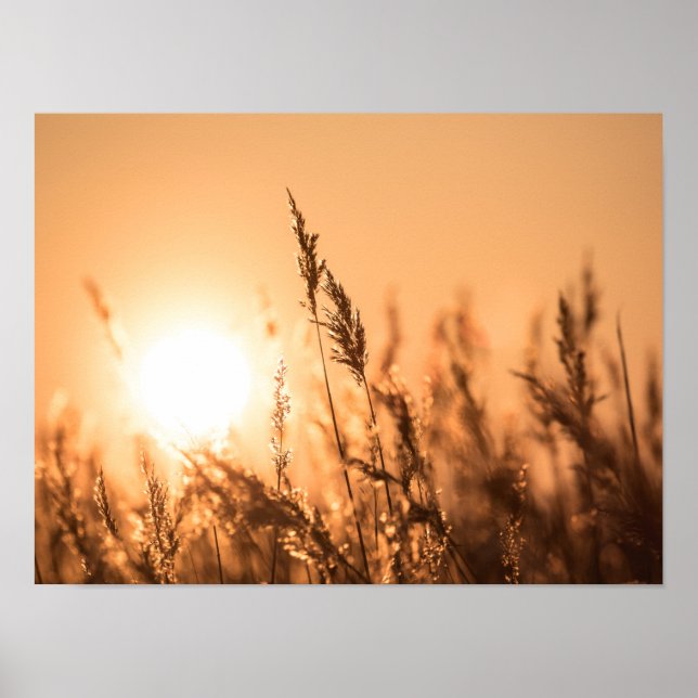 Reed Sunset Nature Photo Poster (Front)