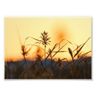 Reeds at sunset light in photo print.