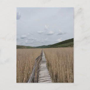 Reeds in a Marsh in Romania Postcard