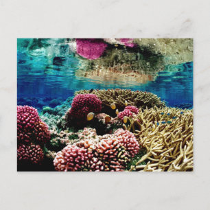 reef-386973  reef coral landscape colourful underw postcard