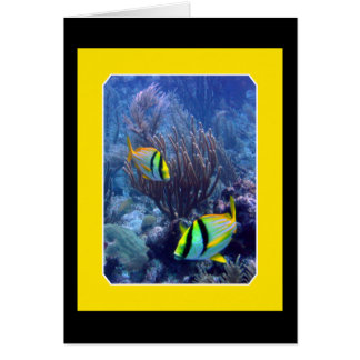 Reef - Ambergise Caye - Belize