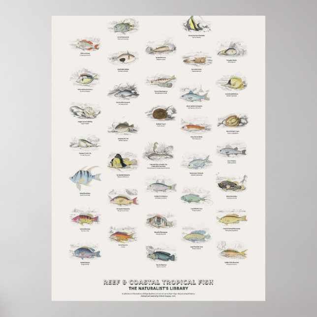 Reef & Coastal Tropical Fish-Naturalist's Library Poster (Front)