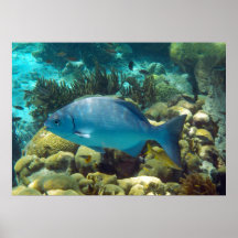 Reef Fish