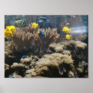 Reef Fish - Tangs Poster