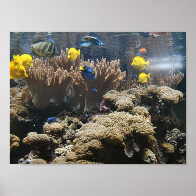 Reef Fish - Tangs Poster (Front)