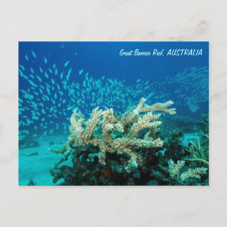 Reef Postcard