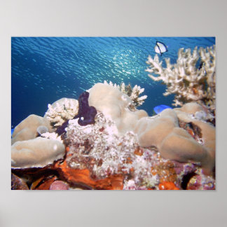 Reef Poster