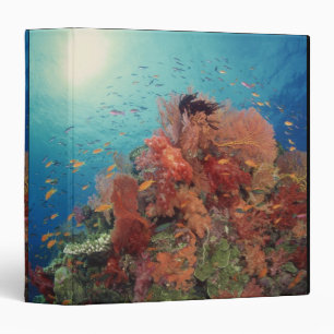Reef scenic of hard corals , soft corals 2 binder