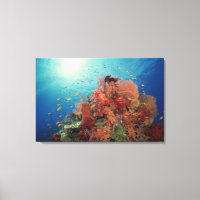 Reef scenic of hard corals , soft corals 2