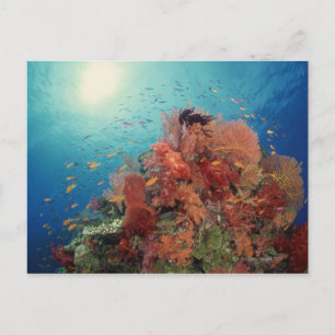 Reef scenic of hard corals , soft corals 2 postcard