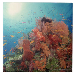 Reef scenic of hard corals , soft corals 2 tile