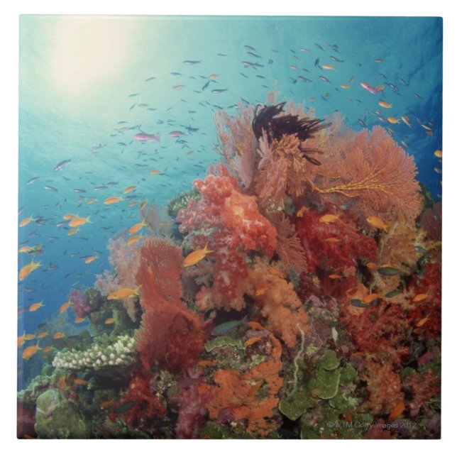 Reef scenic of hard corals , soft corals 2 tile (Front)