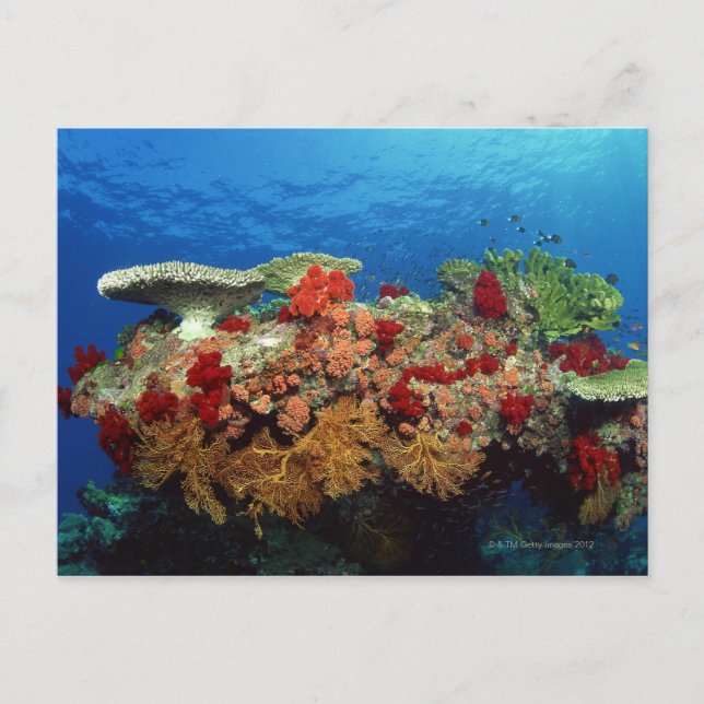 Reef scenic of hard corals , soft corals postcard (Front)