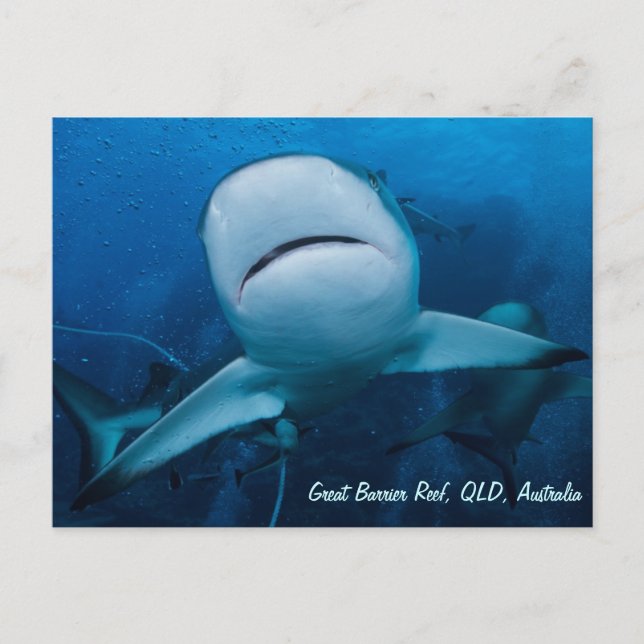 Reef Shark Great Barrier Reef Coral Sea Gift Postcard (Front)